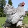 Pekin Bantam Chicken Semi Frizzle Lavender