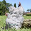 Pekin Bantam Chicken Semi Frizzle Lavender