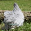 Pekin Bantam Chicken Semi Frizzle Lavender