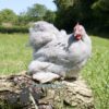 Pekin Bantam Chicken Semi Frizzle Lavender