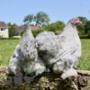 Pekin Bantam Chicken Semi Frizzle Lavender