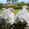 Pekin Bantam Chicken Semi Frizzle Lavender