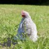 Pekin Bantam Chicken Semi Frizzle Lavender