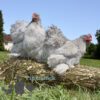 Pekin Bantam Chicken Semi Frizzle Lavender