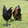 Not So Flighty FLock