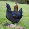 Not So Flighty FLock
