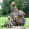 Gentle Giants Flock