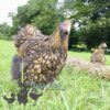 Orpington Gold Laced