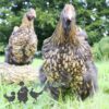 Orpington Gold Laced