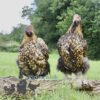 Orpington Gold Laced