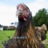 Orpington Gold Laced