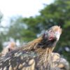 Orpington Gold Laced