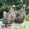 Orpington Gold Laced