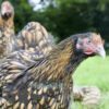 Orpington Gold Laced
