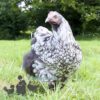 Orpington Silver Laced
