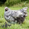 Orpington Silver Laced