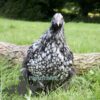 Orpington Silver Laced