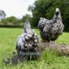 Orpington Silver Laced