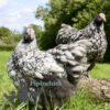 Gentle Giants Flock