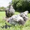 Orpington Silver Laced