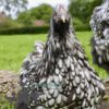 Gentle Giants Flock