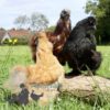 Bearded Silkie Hens, Imperfectly Perfects