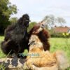 Bearded Silkie Hens, Imperfectly Perfects
