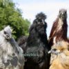 Bearded Silkie Hens, Imperfectly Perfects