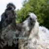 Bearded Silkie Hens, Imperfectly Perfects