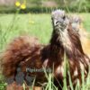 Bearded Silkie Hens, Imperfectly Perfects