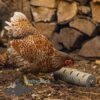 Beezteez Chicken Snack Treat Roller