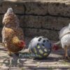 Beezteez Chicken Treat Ball Roller