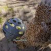 Beezteez Chicken Treat Ball Roller