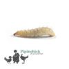Live Calci Worms 25gm