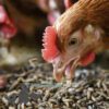 Chicken Eating Live Feed