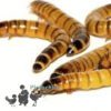 Live Mario Worms 40gm/500gm