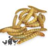 Live Mealworms 60gm/500gm