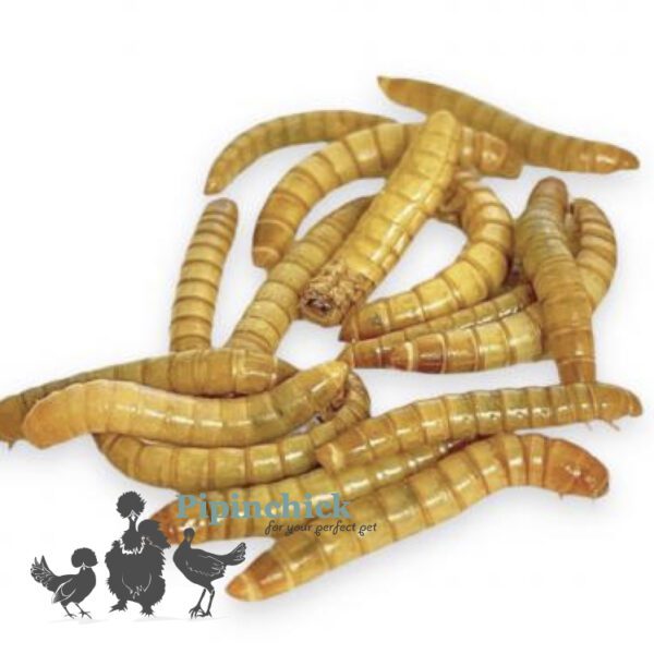 Live Mealworms 60gm/500gm
