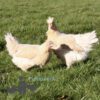 Mixed Flock Hybrid Laying Hens