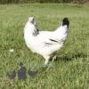 Mixed Flock Hybrid Laying Hens