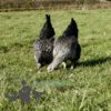 Mixed Flock Hybrid Laying Hens