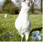 Mixed Flock Hybrid Laying Hens
