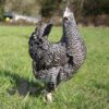 Mixed Flock Hybrid Laying Hens