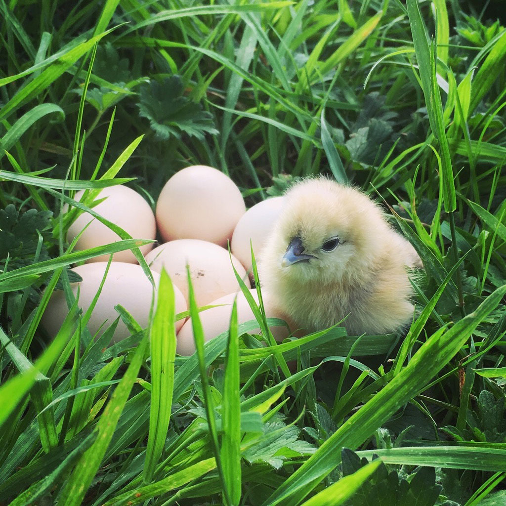 happy chickens healthy eggs