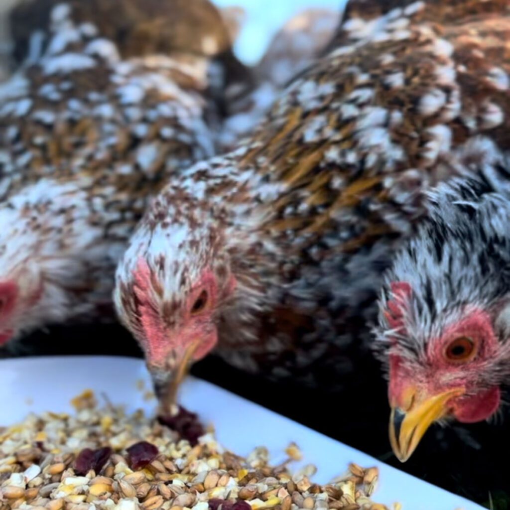 happy healthy hens
