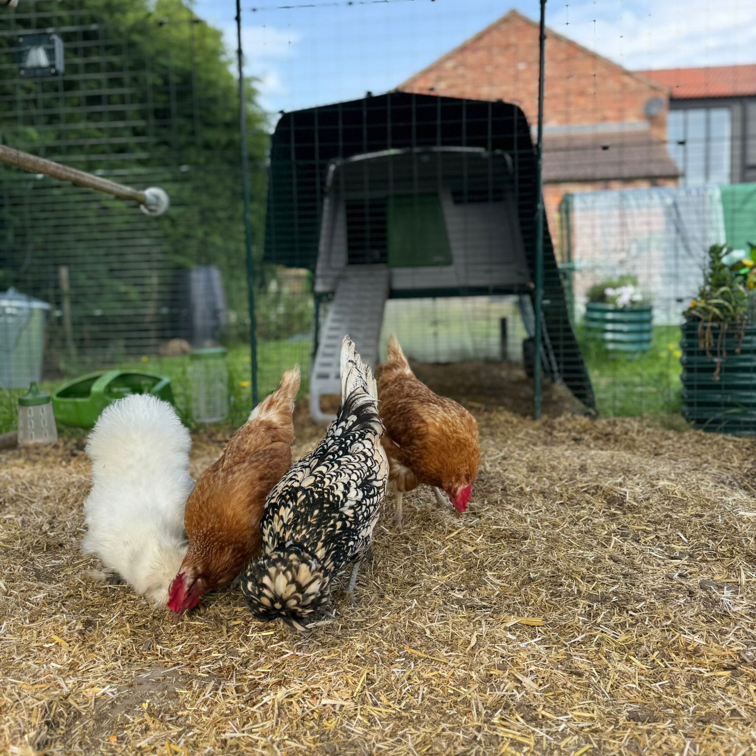 plastic hen houses