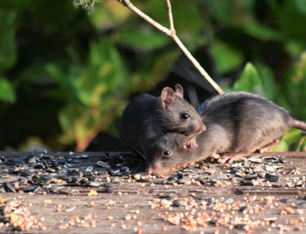 rats and keeping chickens