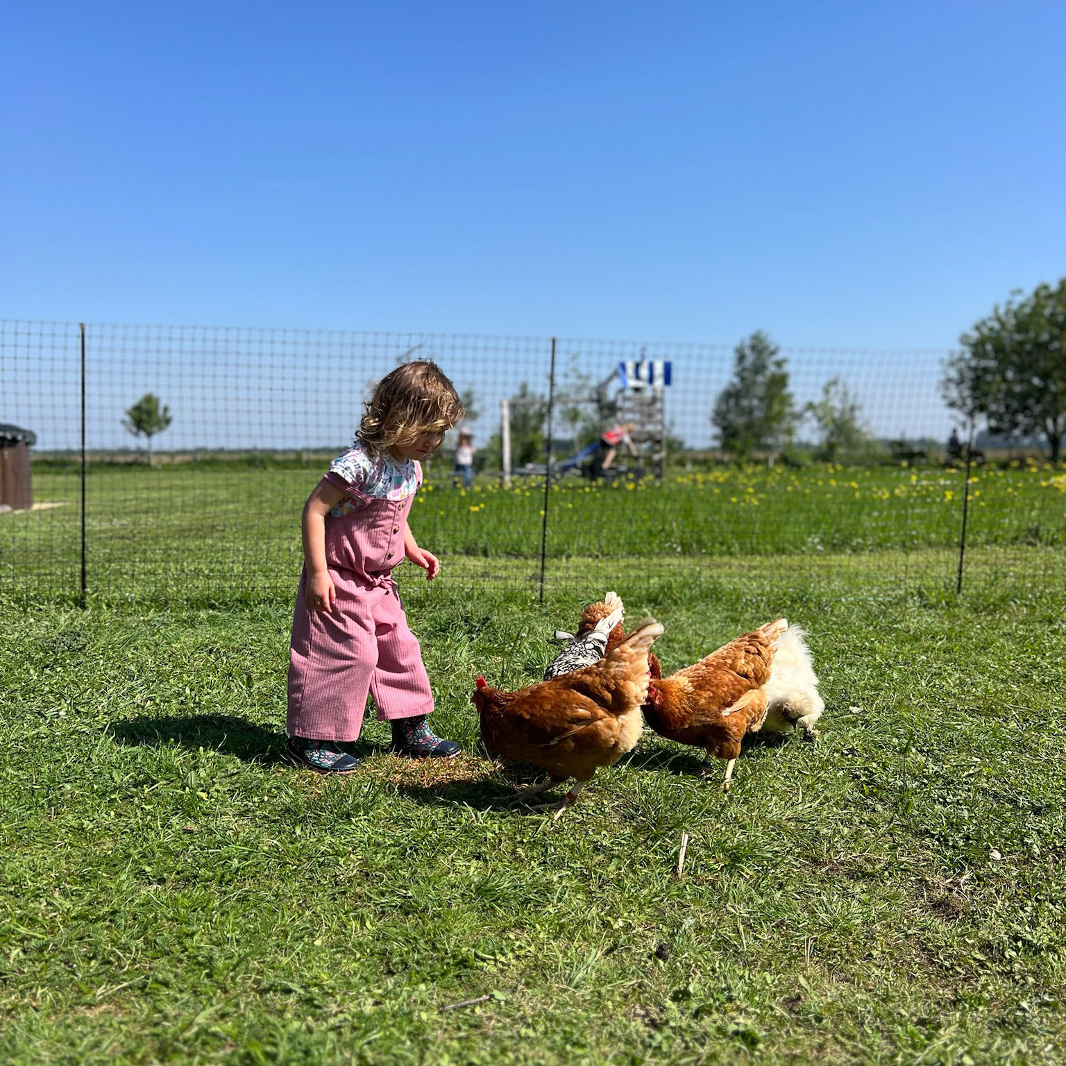 chicken keepers