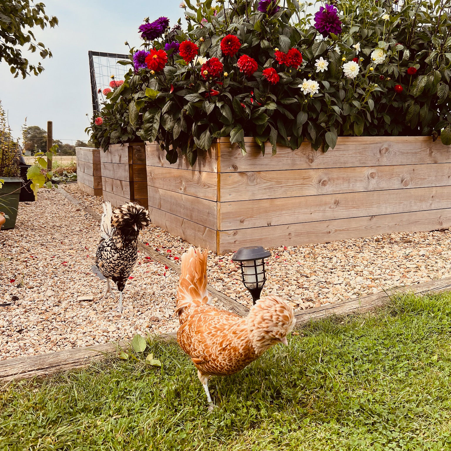 keeping chickens