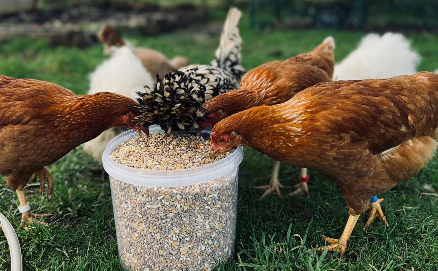 chicken feeding guide